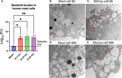 Mast cells selectively produce inflammatory mediators and impact the early response to Chlamydia reproductive tract infection